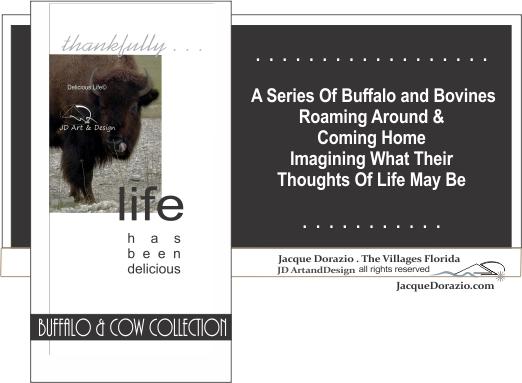 jacque dorazio buffalo and bovines photography
