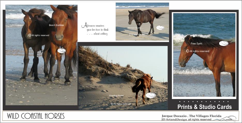 wild coastal horses jacque dorazio