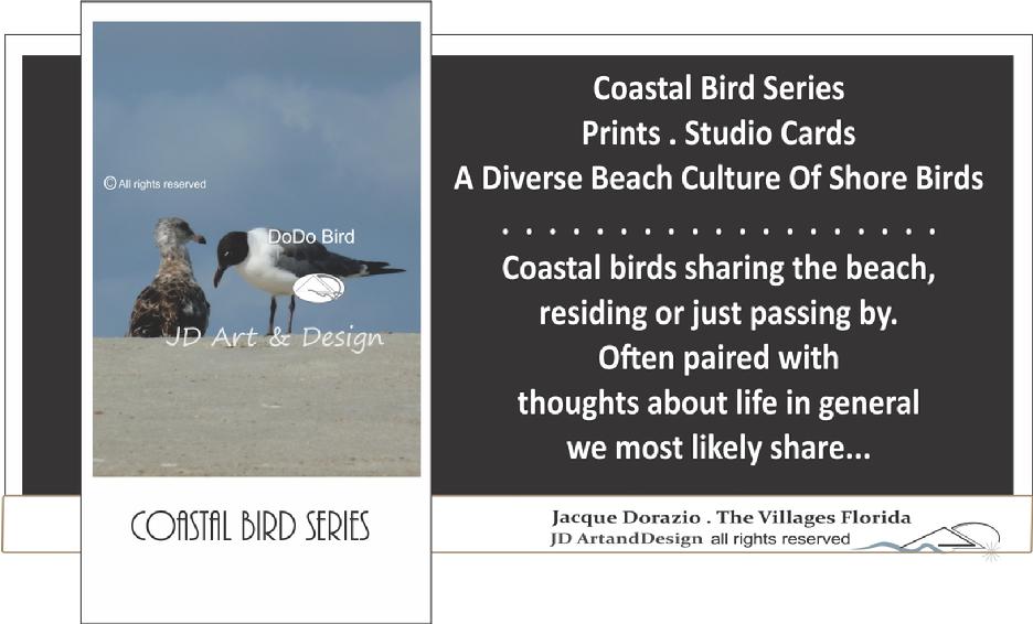 jacque dorazio photography coastal birds