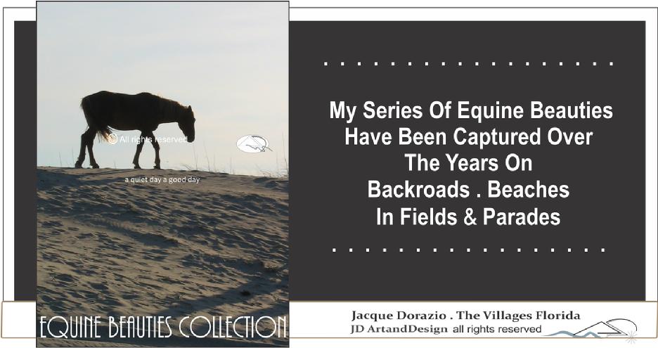 equine series jacque dorazio photography